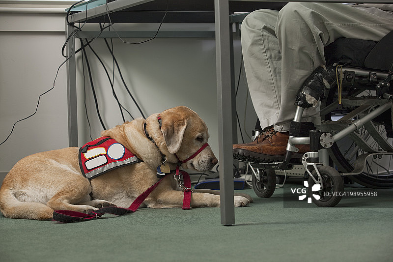 服务型狗在一个坐轮椅的人旁边休息图片素材