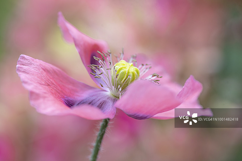 特写图像的美丽的夏天开花粉红色，罂粟花头也被称为罂粟图片素材