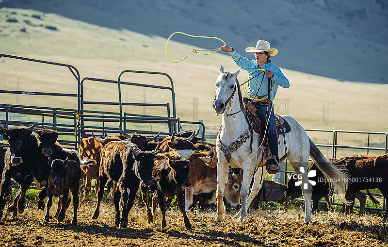 犹他州的家畜套索图片素材