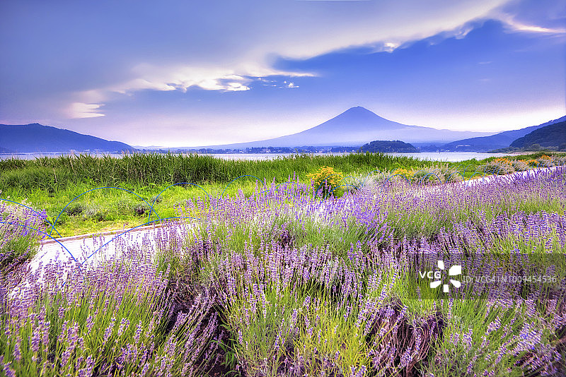 富士山和大石公园的薰衣草田在夏天，日本图片素材