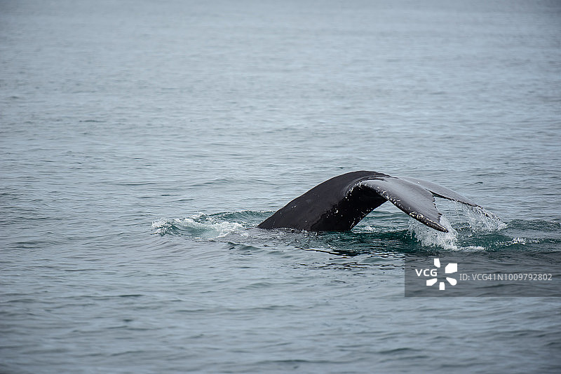 座头鲸。在冰岛北部的胡沙维克观看鲸鱼。图片素材
