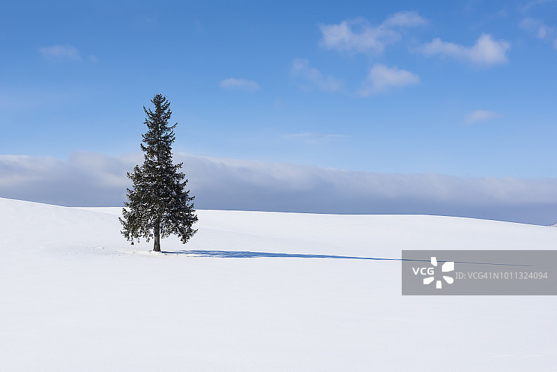 日本北海道，冬天雪地上的一棵圣诞树图片素材