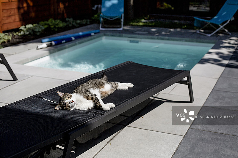 猫躺在游泳池附近的躺椅上图片素材