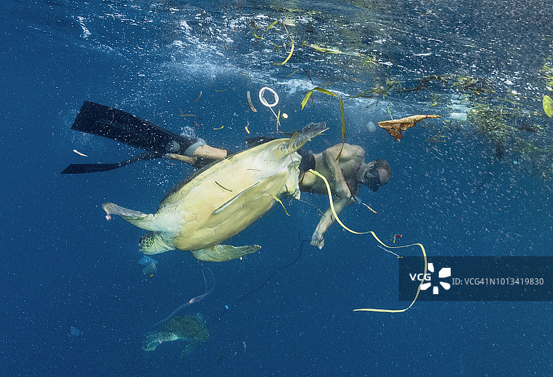 从污染中拯救受伤海龟-珊瑚三角。图片素材