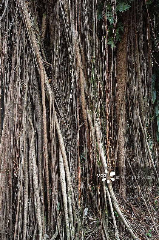 树干纹理在亚马逊地区的一棵树，Para州，巴西图片素材
