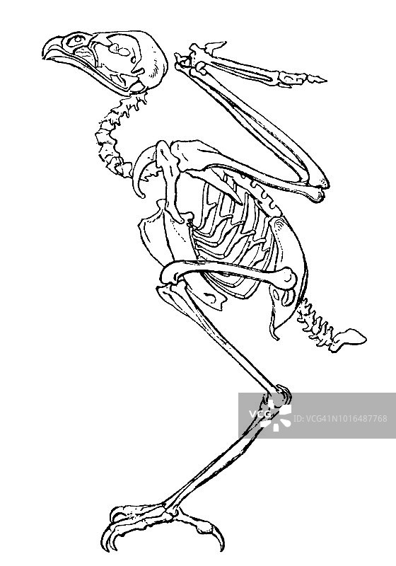 鸟(猎鹰)的骨架图片素材