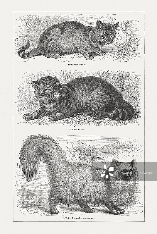 非洲和欧洲的野猫，安哥拉猫，木版，1897年出版图片素材