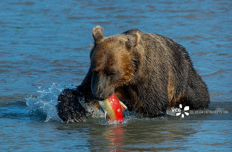 熊和鲑鱼图片素材