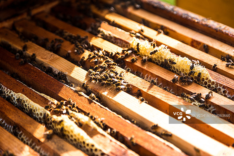 蜂房和蜂窝上的一群蜜蜂图片素材