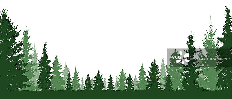 森林常绿，针叶树，矢量背景剪影。孤立的树图片素材