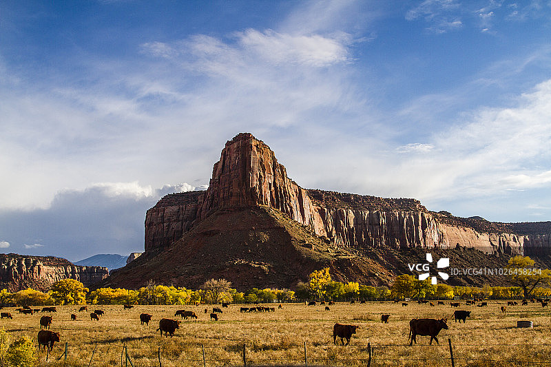 在美国犹他州印第安溪附近吃草的牛图片素材