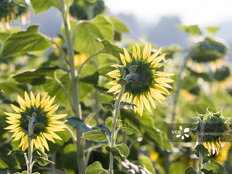 西班牙的田野里，向日葵在阳光的照耀下灿烂地绽放图片素材