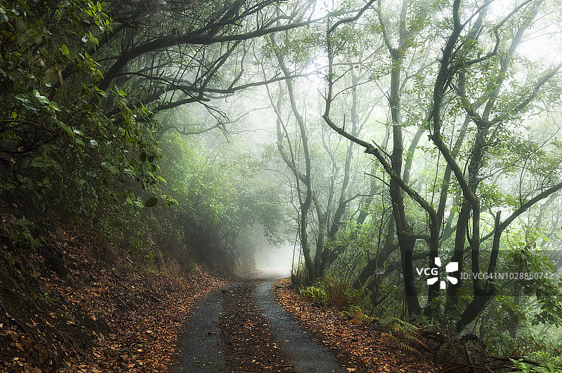 穿过迷雾森林的神秘之路图片素材