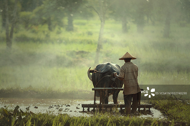 亚洲农民正在用水牛犁地，准备种植水稻图片素材