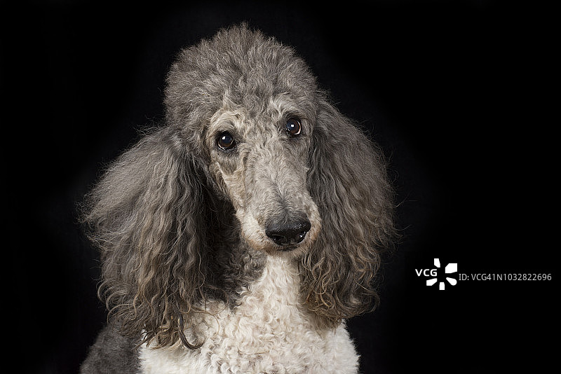在黑色背景前的贵宾犬肖像图片素材
