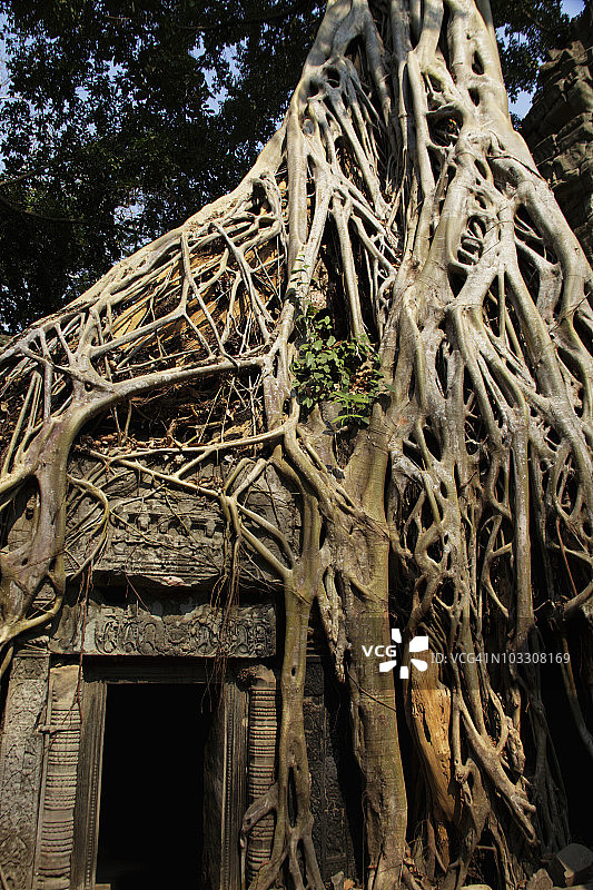 柬埔寨吴哥窟遗址上的根图片素材