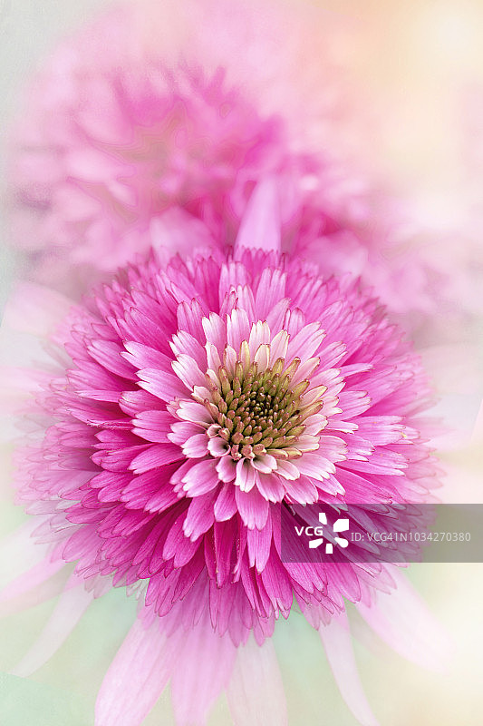 紫锥菊“粉色冰糕”夏季花朵的特写图像，背景柔和朦胧图片素材