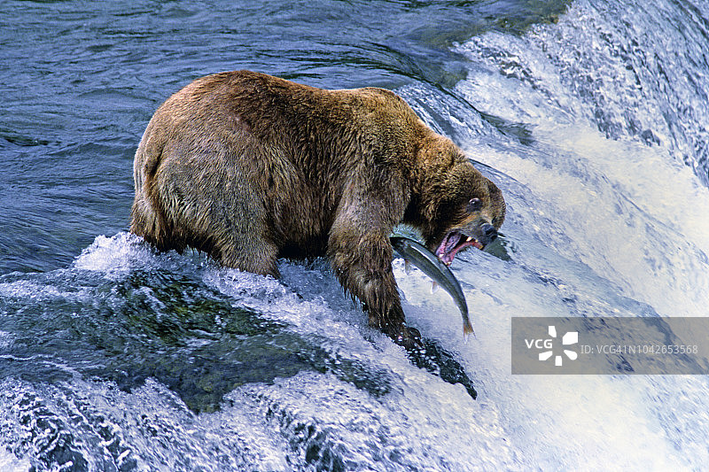 棕色(灰熊)熊钓鲑鱼图片素材