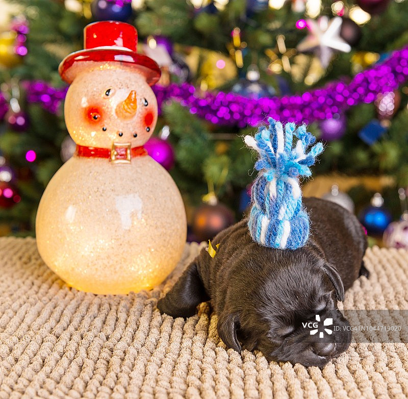 圣诞节的黑色拉布拉多小狗图片素材
