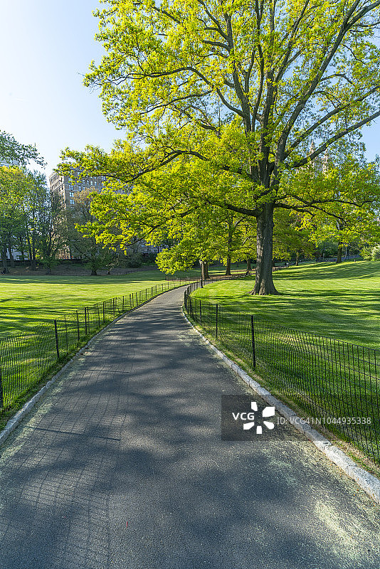 2018年5月9日，美国纽约中央公园，草坪间的小径被新鲜的绿树环绕，被阳光照亮。图片素材