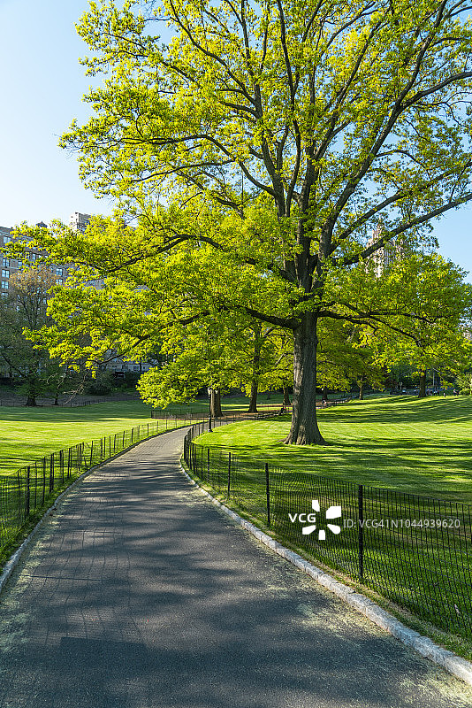 2018年5月9日，美国纽约中央公园，草坪间的小径被新鲜的绿树环绕，被阳光照亮。图片素材
