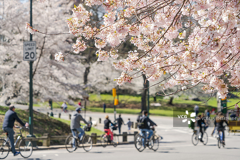 4月24日，在美国纽约中央公园，一群骑自行车的人穿过樱花盛开的公园道路。图片素材