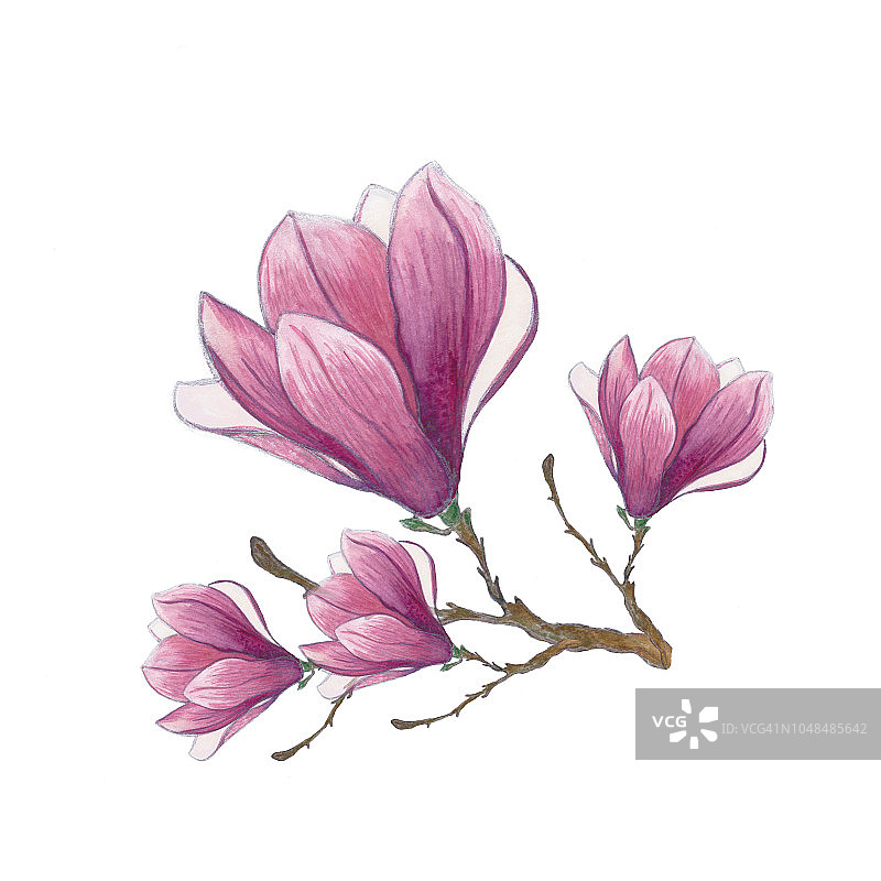 植物花卉插图图片素材