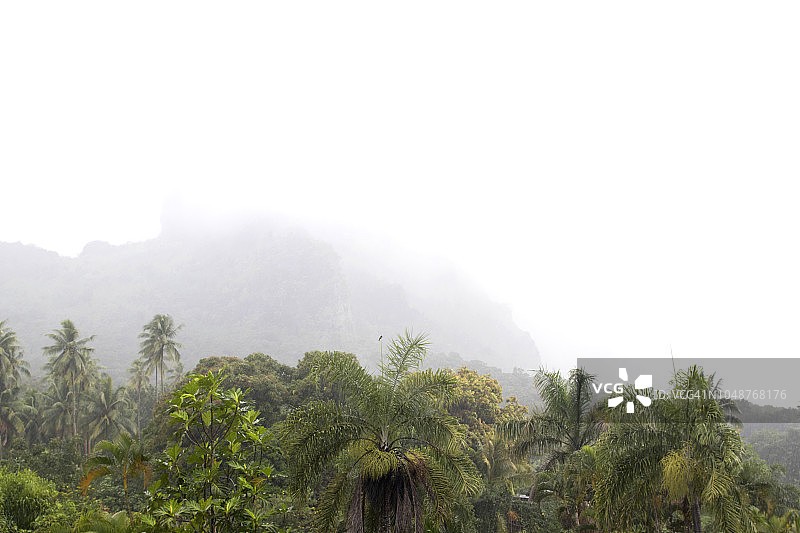 热带景观在雨中图片素材