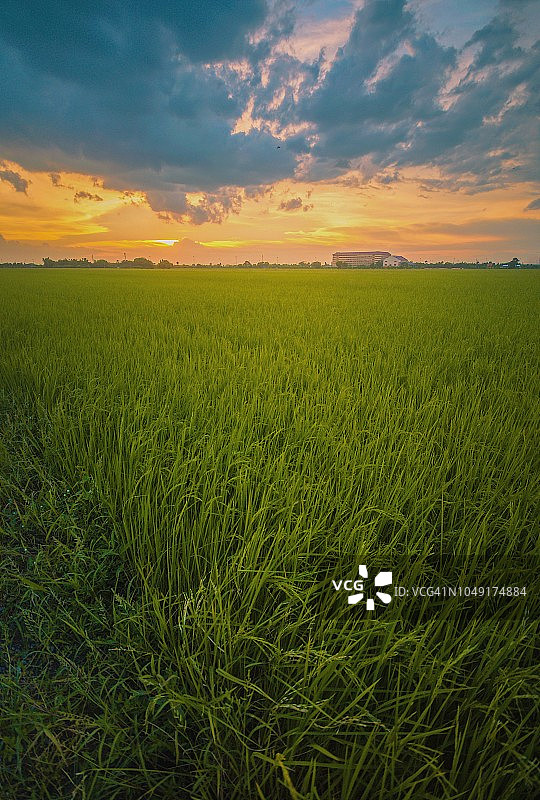 泰国，田园诗般的玉米田日落图片素材