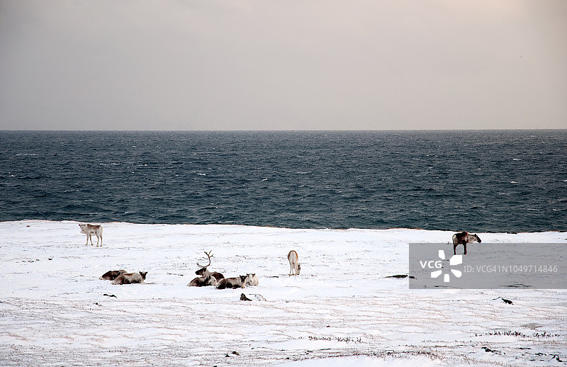 挪威北部Vadsø Kiby海岸的一群驯鹿图片素材