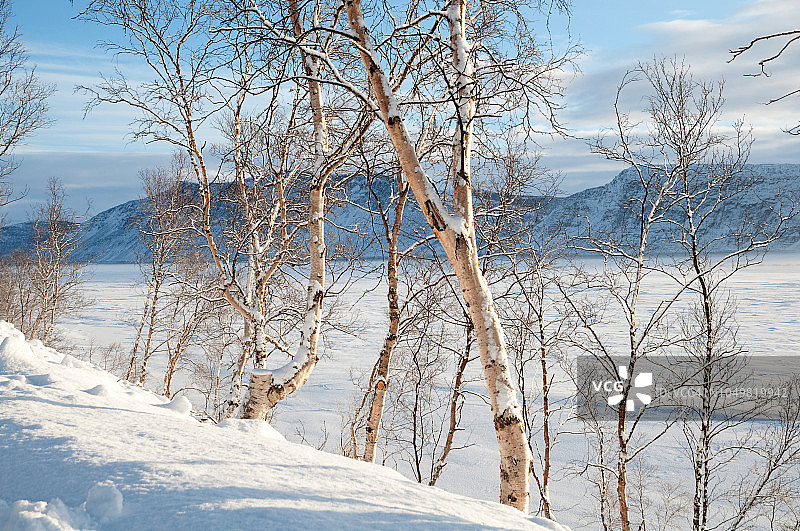 冬季景观和桦树在朗格斯，挪威北部图片素材