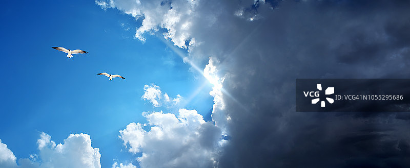 海鸥飞过乌云和阳光图片素材