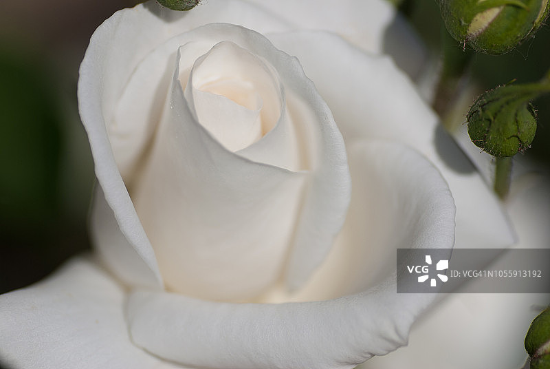 冰山白玫瑰花图片素材