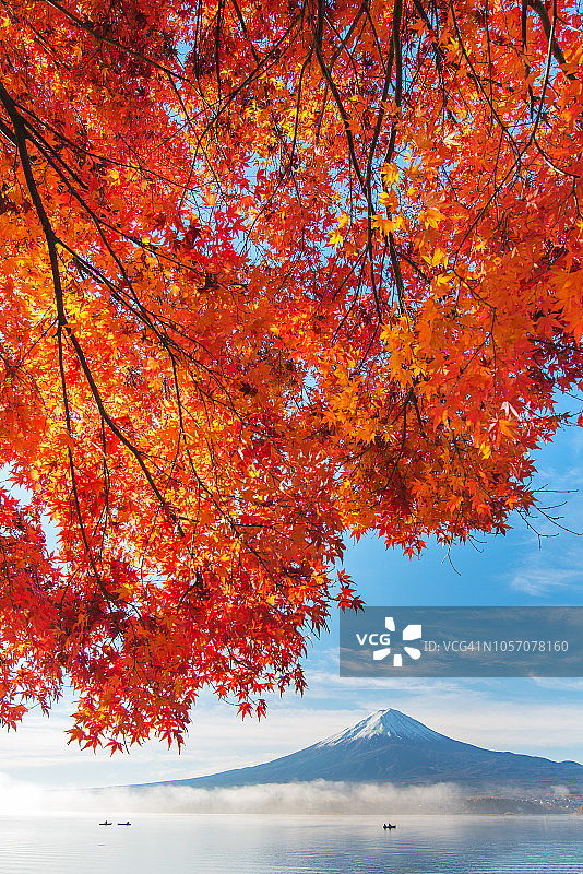 秋天的富士山上有红枫树，川口町湖上有雾图片素材