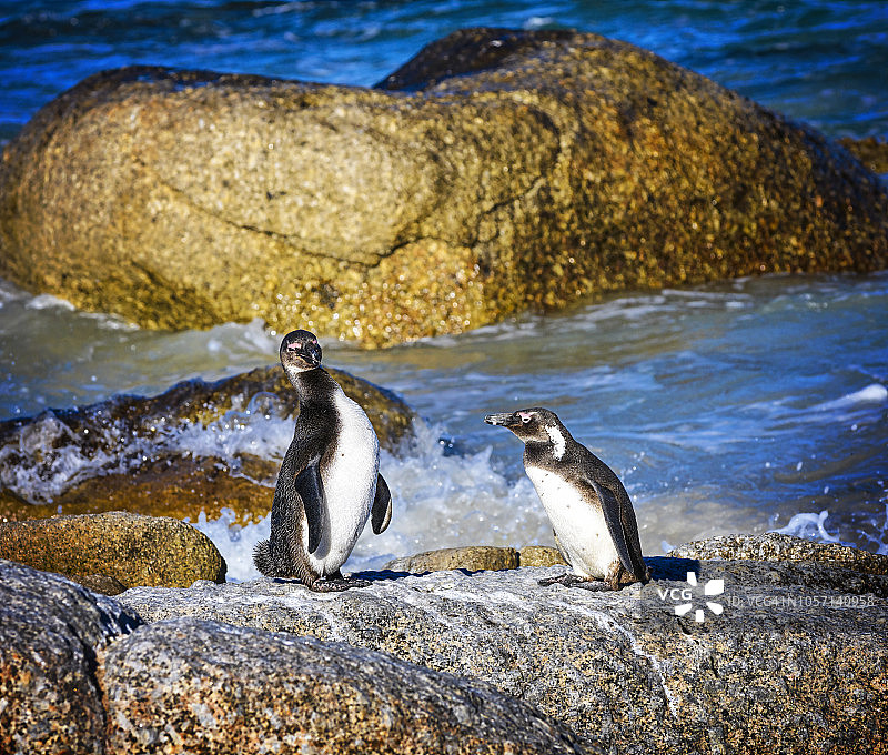 两只小驴企鹅在南非博尔德海滩的岩石和水旁图片素材