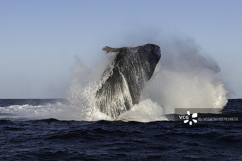 座头鲸的破坏，野生海岸，南非。图片素材