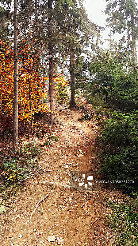 穿过秋天的喀尔巴阡森林图片素材