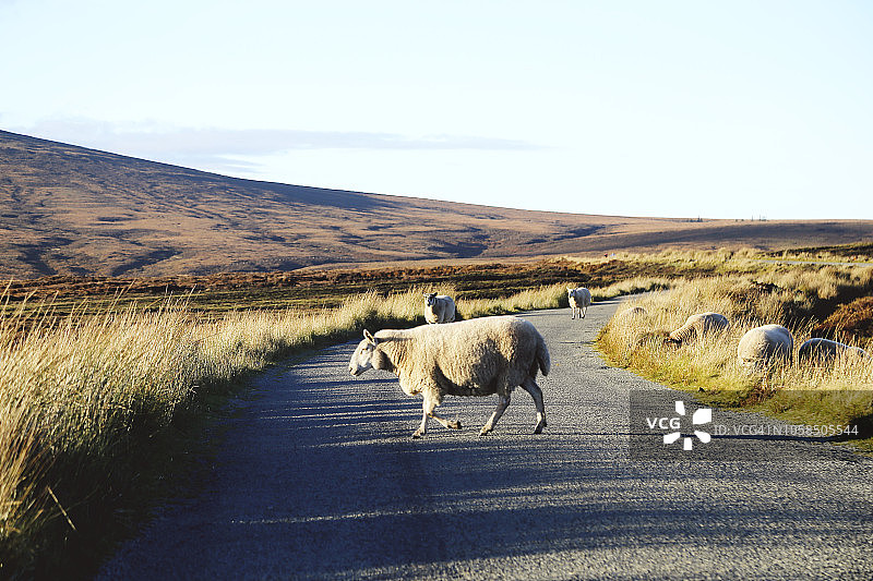 羊群站在路上图片素材