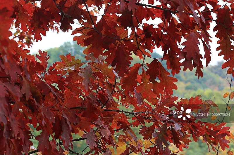 五颜六色的红色秋叶图片素材