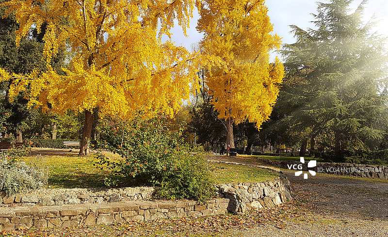 意大利佛罗伦萨19世纪Cascine公园里的一条长长的石凳和一棵长着橙色叶子的树图片素材