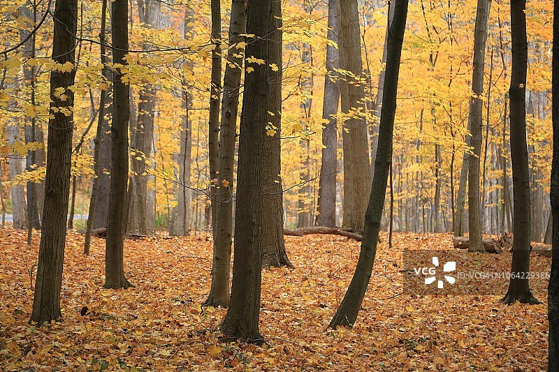 走在森林里，秋天的季节图片素材