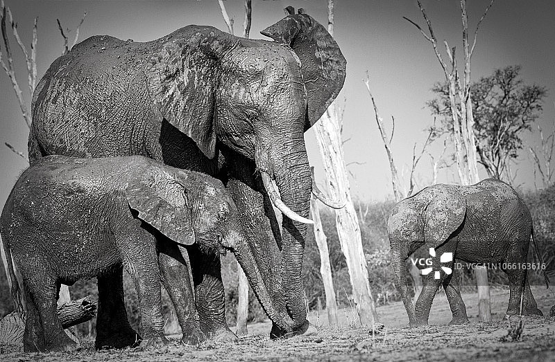 津巴布韦卡里巴湖，两只小象的全家福图片素材