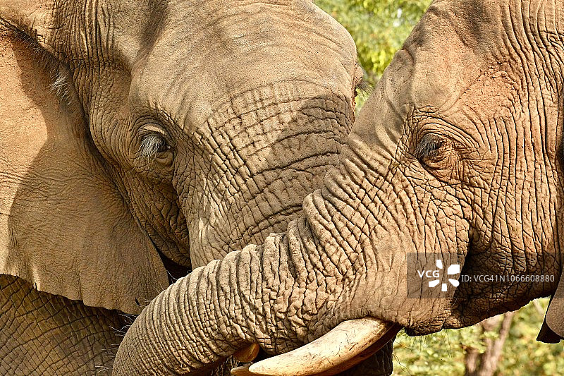 两只野生非洲象在打架图片素材