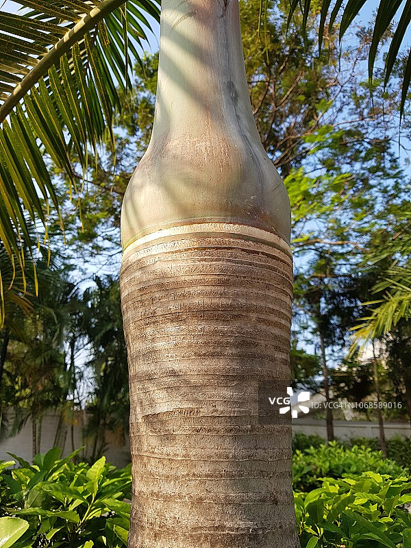 棕榈树行图片素材