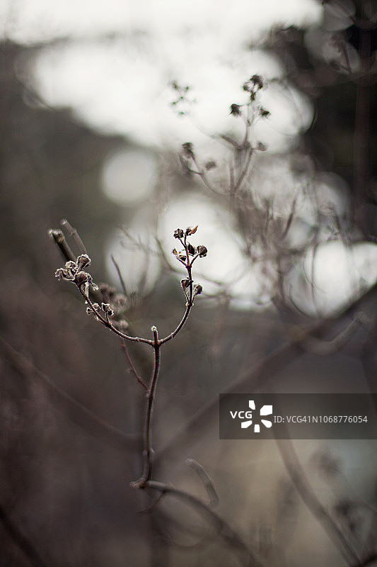 雾霾天气下，光秃秃树枝上的枯死花朵和嫩芽图片素材
