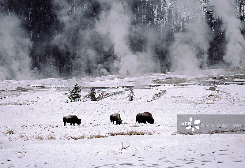 雪中的野牛和间歇泉的蒸汽图片素材
