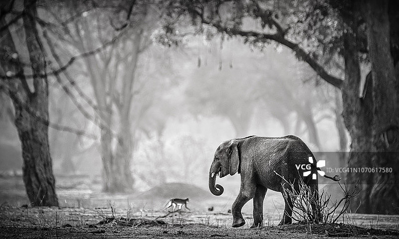 津巴布韦马纳池的小象和背光狒狒图片素材