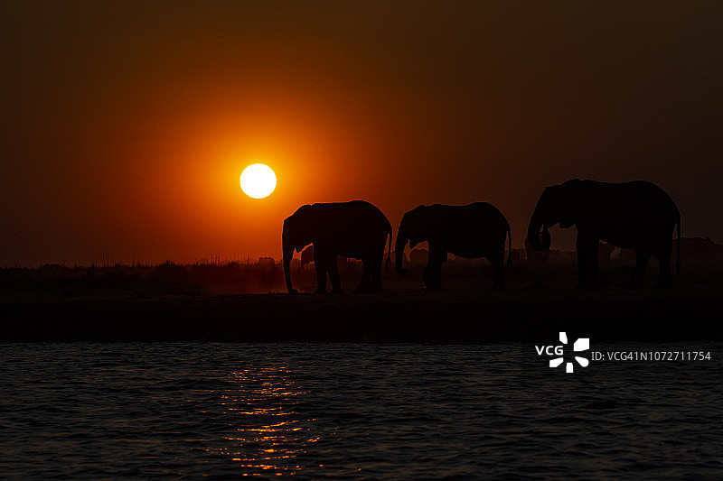 日落时的象群，丘比，博茨瓦纳，非洲图片素材