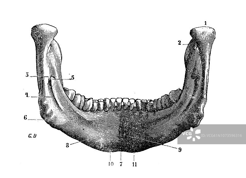 人体解剖学骨头、头骨的仿古插图:下颌骨、下颚或下颚骨图片素材