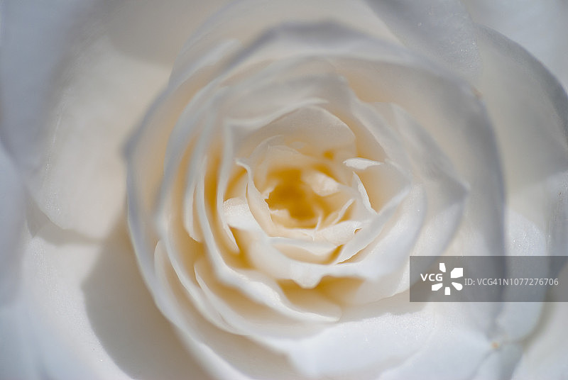 白玫瑰特写图片素材